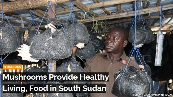 Afrique, il cultive des champignons